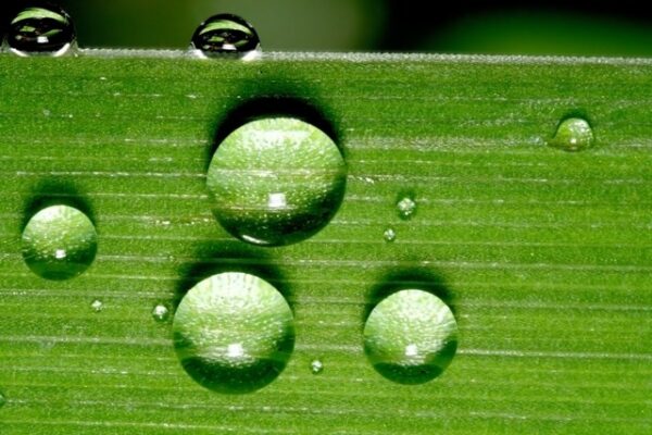 3306678_Water drop on leaf closeup