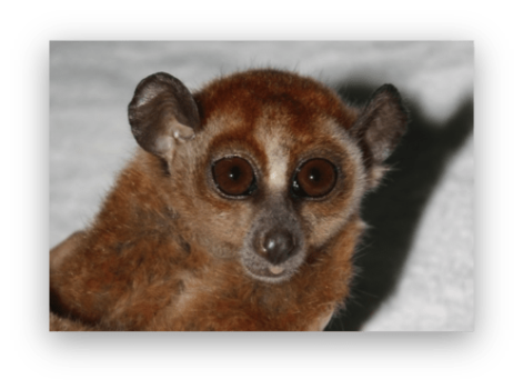 loris 2