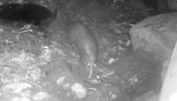 Hunter Camera