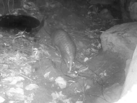 Hunter Camera